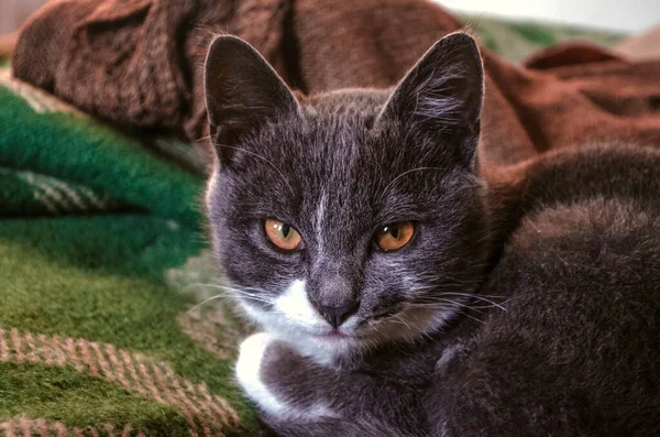 Otoman Pokryty Jest Zielonym Wełnianym Kocem Małym Szarym Kotem Siedzącym — Zdjęcie stockowe