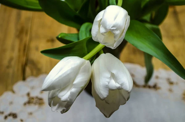 Krásné Bílé Hlavy Velkých Tulipánů Stonky Listy Pozadí Vyšívaného Ubrousku — Stock fotografie