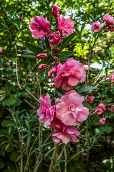 Twigs Met Bloemknoppen Badstof Roze Oleander Achtergrond Van Groene Bladeren — Stockfoto