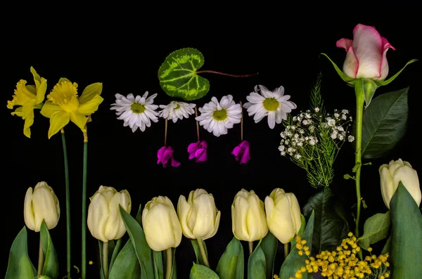 Fekete Háttér Egy Csoport Tavaszi Virágok Egy Rózsabimbó Nárciszok Gypsophila — Stock Fotó