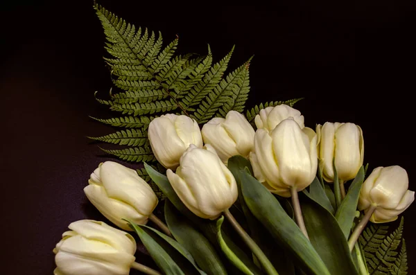 Černé Pozadí Kyticí Bílých Tulipánů Ležící Velké Zelené Kapradí Lea — Stock fotografie