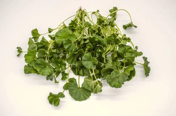 Tender Grama Primavera Cedo Malva Armênio Usado Saladas Sopas Indústria — Fotografia de Stock