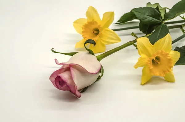 Polootevřená Bílá Růže Bud Růžovým Okrajem Dvěma Žlutými Narcisy Leží — Stock fotografie