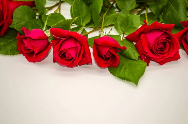 Piękne Pąki Czerwonych Róż Łodygami Liści Wyłożone Górze Białym Tle — Zdjęcie stockowe