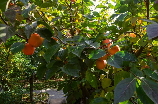 Tree Ripe Large Fruits Orange Persimmon Branch Large Leaves Garde — Stock Photo, Image