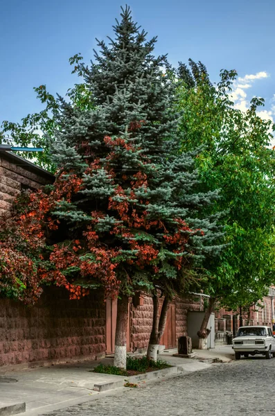 A silver fir tree growing on Gyumri street is covered with bright autumn red leaves of wild grapes growing nearb