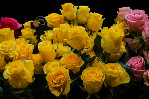 Nieujawnione Pąki Dużych Pięknych Żółtych Róż Wśród Innych Pięknych Różowych — Zdjęcie stockowe