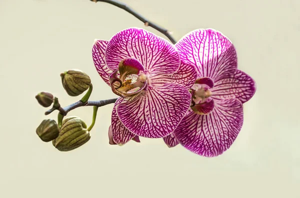 Flores Grandes Florecientes Púrpura Con Rayas Blancas Phalaenopsis Orquídea Con — Foto de Stock
