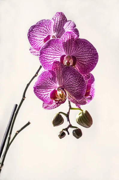 Rama Con Brotes Grande Púrpura Con Rayas Blancas Flores Orquídea — Foto de Stock