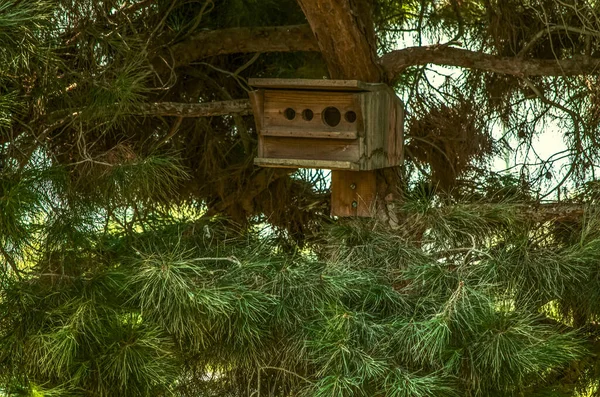 ふわふわの枝の木陰にある古い松の木に釘で打ち付けられた木製の自家製マルチシートバードハウス — ストック写真