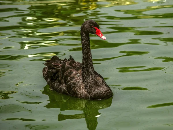一只红眼 红嘴的孤女天鹅在池塘里游来游去 — 图库照片