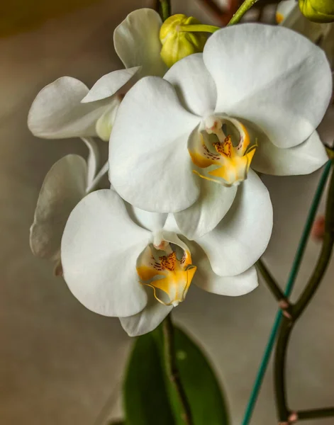 Rama Con Grandes Flores Blancas Orquídea Phalaenopsis Con Manchas Púrpura — Foto de Stock
