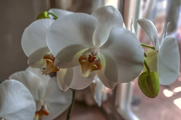 Flores Blancas Grandes Orquídea Phalaenopsis Con Centro Anaranjado Cubierto Con — Foto de Stock