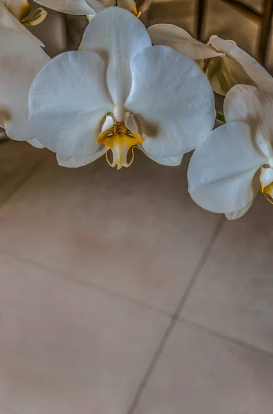 Stora Vita Blommor Phalaenopsis Orkidé Bakgrunden Keramisk Kakel Floo — Stockfoto