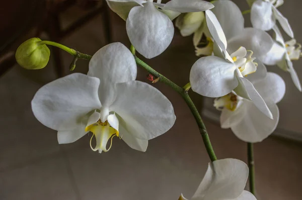 Flores Blancas Grandes Delicadas Orquídea Phalaenopsis Con Centro Anaranjado Con — Foto de Stock