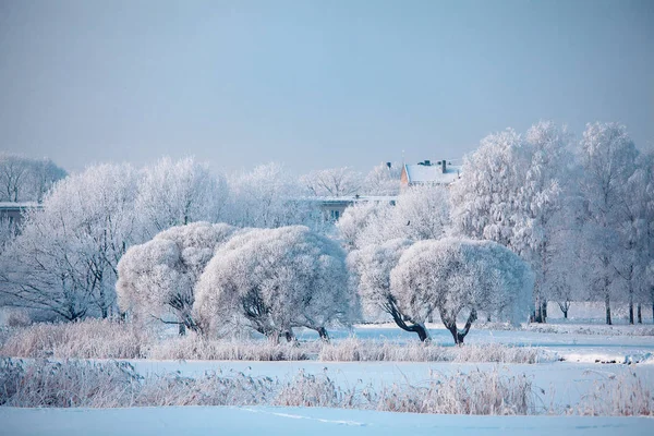 아름 다운 찬 겨울 날에 겨울 나무 — 스톡 사진