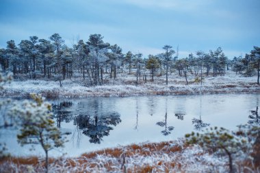 Big swamp wetlands Kemeri national park, Latvia clipart