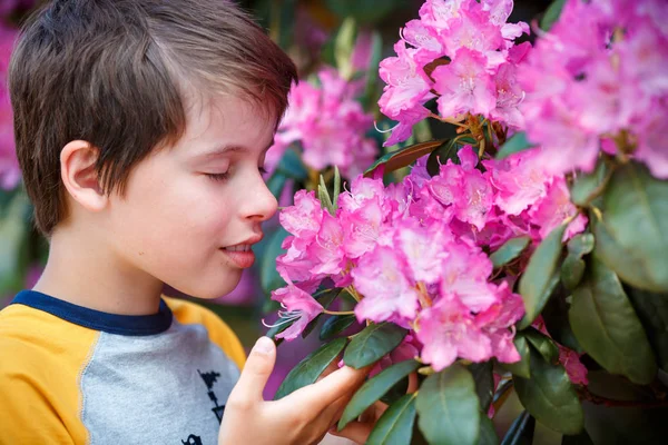 Spring portrait of cute attractive 10 year old boy smelling blossoming pink Rhododendron in the garden — Stock Photo, Image