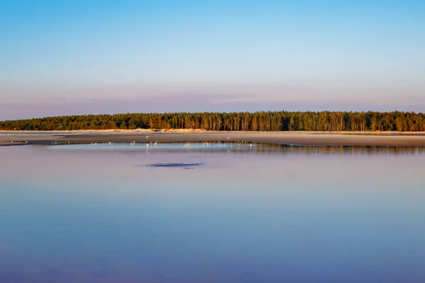 Baltic sea, perfect reflection, forest during sunset — Stock Photo, Image