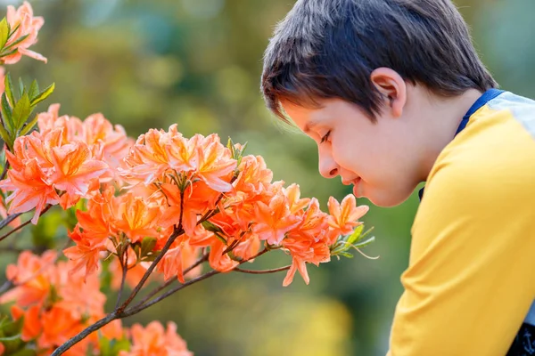 Retrato de primavera de bonito atraente menino de 10 anos cheirando rosa florescente Rhododendron no jardim — Fotografia de Stock