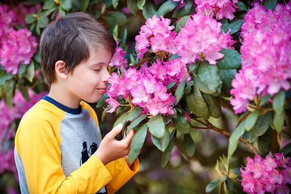 Spring portrait of cute attractive 10 year old boy smelling blossoming pink Rhododendron in the garden — Stock Photo, Image