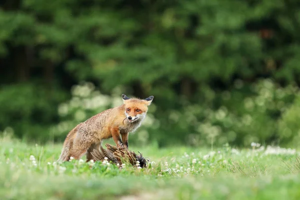 Red Fox Quarded Offer Äng Vulpes Vulpes — Stockfoto