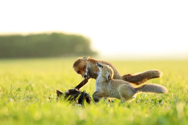 Zwei Rotfüchse Kämpfen Morgens Auf Wiese Gefangenen Vogel Geier — Stockfoto