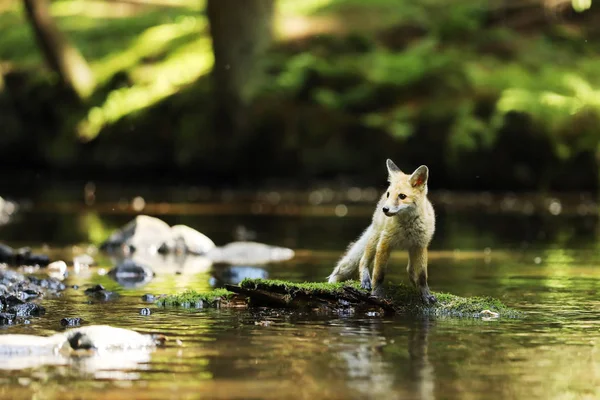 Joven Zorro Rojo Queda Río Sobre Piedra Con Musgo Vulpes —  Fotos de Stock