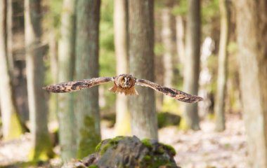 Orman - ASIO otus uçan uzun kulaklı baykuş