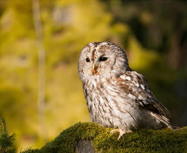 Coruja Tawny Sentada Musgo Floresta Strix Aluco — Fotografia de Stock