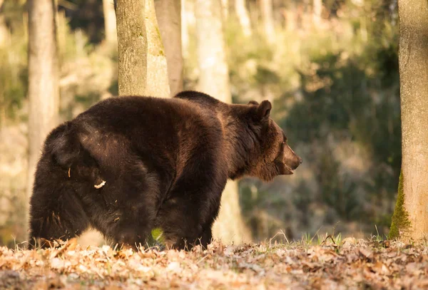 Eurasian Brown Bear Walk Forest Ursus Arctos — Stock Photo, Image