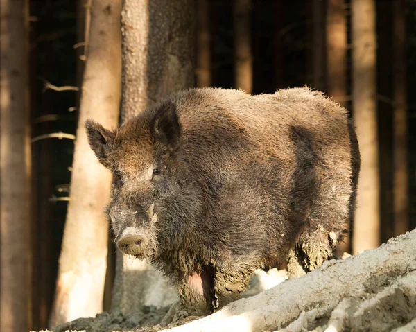 Sus Scrofa Scrofa Wild Boar Forest Morning Sun — Stock Photo, Image