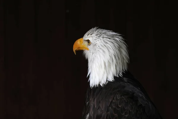 Portret Białogłowy Bielik Haiaeetus Leucocephalus — Zdjęcie stockowe