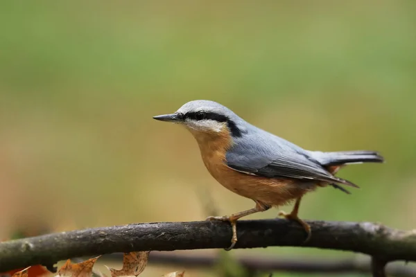 Drewna Kowalik Sitta Europaea Jest Ptakiem Małe Utworu Znaleźć Całej — Zdjęcie stockowe