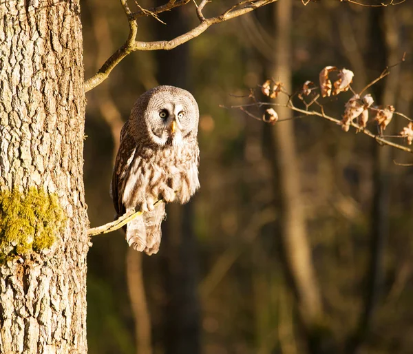 Grande Gufo Grigio Nella Foresta Sul Ramo Strix Nebulosa — Foto Stock