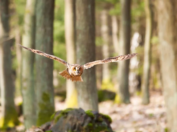 Coruja Orelhas Compridas Voando Floresta Asio Otus — Fotografia de Stock