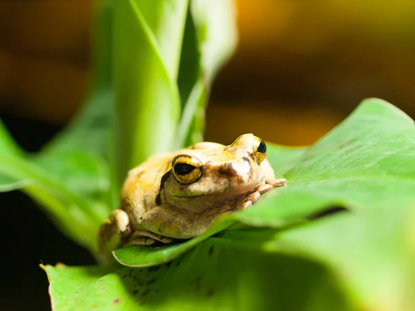 Ortak Güneydoğu Asya Ağaç Kurbağası Polypedates Leucomystax Portresi — Stok fotoğraf