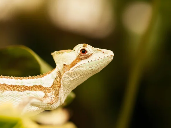 Porträtt Jesus Iguana Ödlan Laemanctus Serratus — Stockfoto