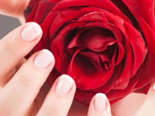 Bella Mano Donna Con Unghie Lucidate Stile Francese Tenuta Rosa — Foto Stock