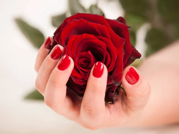 Mano Delle Donne Con Manicure Rossa Tenere Rosa Fiore — Foto Stock