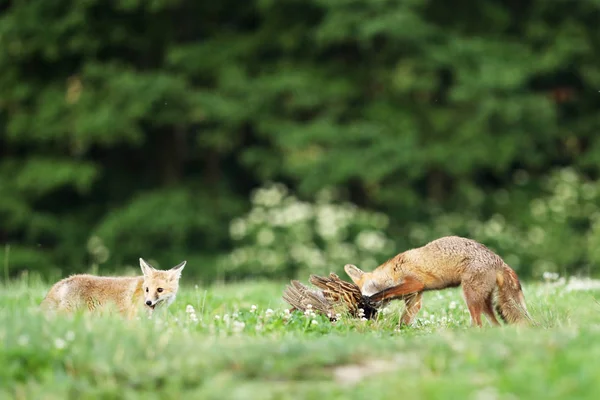 Zwei Rotfüchse Mit Beute Auf Der Wiese Geier — Stockfoto