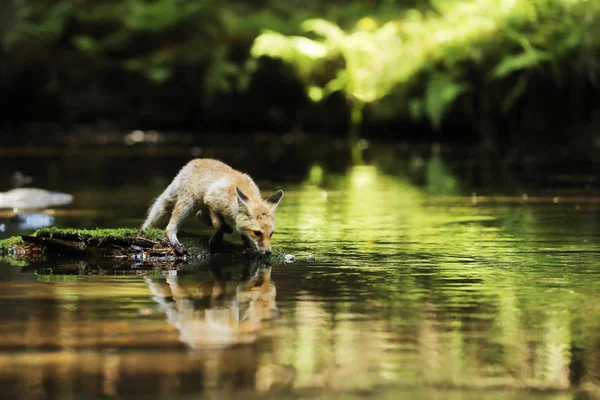 Zorro Rojo Joven Bebe Agua Del Río Vulpes Vulpes — Foto de Stock