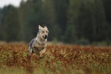 Avrasya kurt renkli çayır - Canis lupus çalışan köpek yavrusu