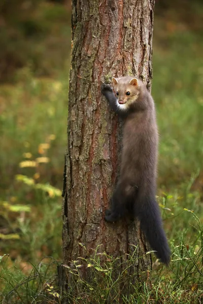 Wit Breasted Marten Het Bos Martes Foina — Stockfoto