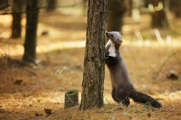 Witte Breasted Marten Ruiken Boom Martes Foina — Stockfoto