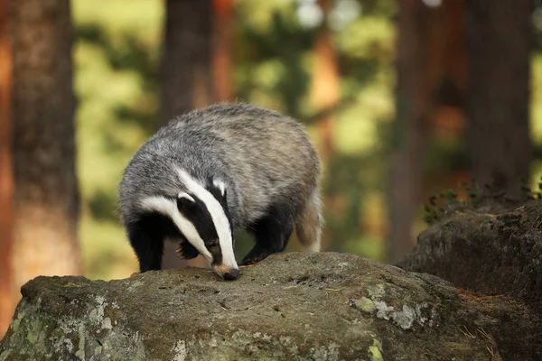 Badger Muda Mengendus Batu Meles Meleleh — Stok Foto