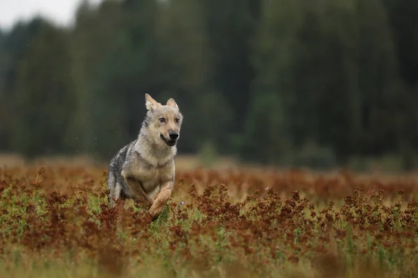 Štěně Běžící Barevné Louce Canis Lupus Vlk Eurasijský — Stock fotografie
