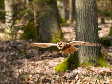 Uzun kulaklı Baykuş - kuş sinek - ASIO otus otus portresi