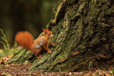 Avrasya Kızıl sincap - Sciurus vulgaris - ağaç