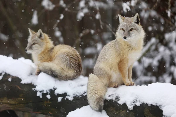 Dos Zorros Corsac Tronco Invierno Vulpes Corsac — Foto de Stock